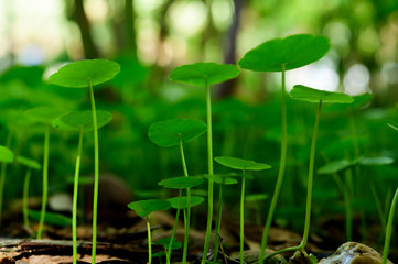 Gotu kola
