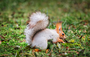 Naklejka na ściany i meble Red-gray squirrel hides nuts in the autumn park in the grass. Red gray squirrel portrait close up