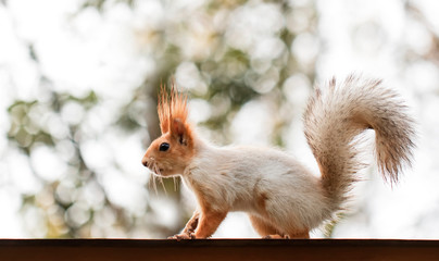 Squirrel in the autumn park. Red gray squirrel portrait close up