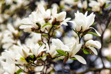 Magnolia kobus in flowers, selected focus