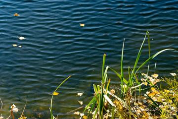Yellow leaves on blue water