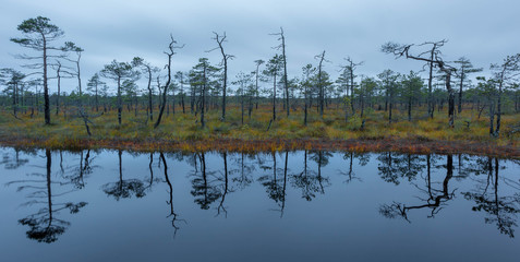 panorama of autumn forest. Autumn in the swamp. Bright sun over the forest swamp