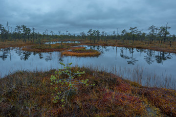 panorama of autumn forest. Autumn in the swamp. Bright sun over the forest swamp