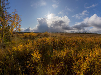 Fototapeta na wymiar panorama of autumn forest. Autumn in the swamp. Bright sun over the forest swamp