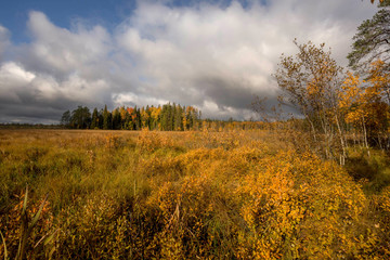 Fototapeta premium panorama of autumn forest. Autumn in the swamp. Bright sun over the forest swamp