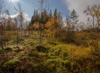 panorama of autumn forest. Autumn in the swamp. Bright sun over the forest swamp