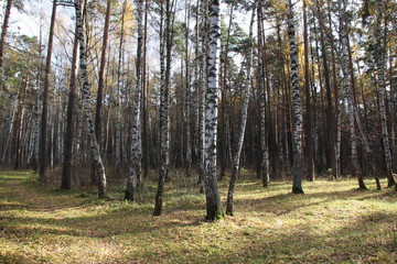 forest in autumn with birch and pine trees, pathes in fallen leaves with blue sky
