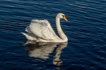 łabędź © Henryk Olszewski
