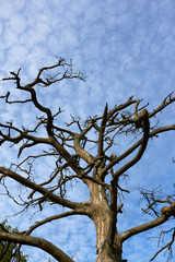 dead barkless standing pine