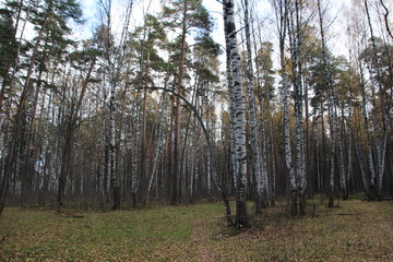 Bright autumn day in birch trees forest with arched trunk 