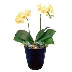 イエローミディファレ