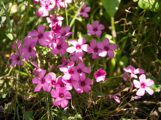 Pink Gilliflower flowers inflorescence