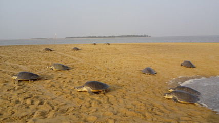 Olive ridleys (lepidochelys olivacea),Nasi island,india, south asia