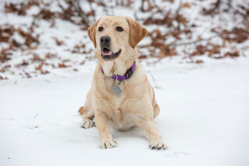 Labrador pup in the snow