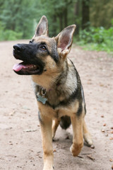 Geman sheperd pup in the forest
