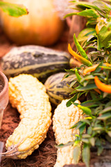 Halloween autumn background watry pumpkins on natural aged line rope backdrop. Vertical. Wallpaper about gardening and harvest, healthy product,