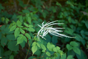 Aruncus dioicus