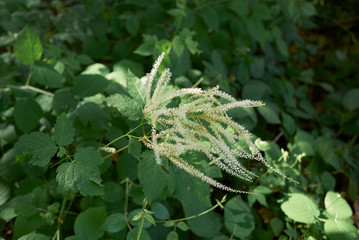 Aruncus dioicus