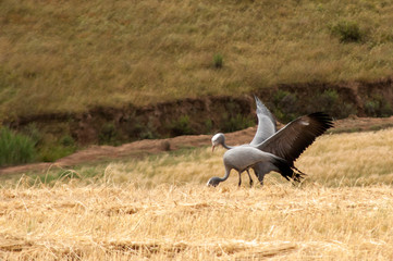 Blue Cranes in the long grass
