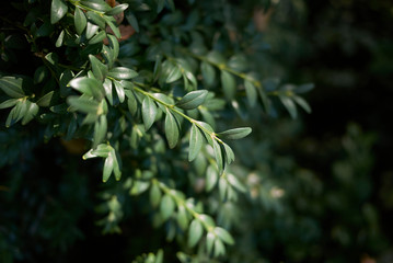Buxus sempervirens