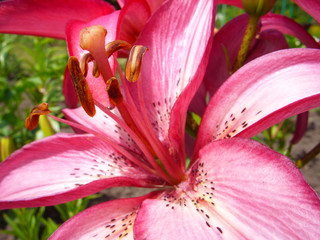 Pink lily