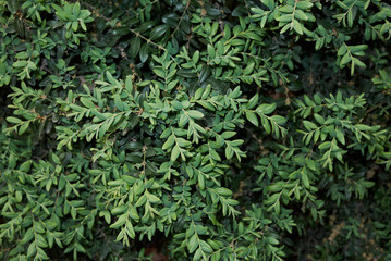 Buxus sempervirens