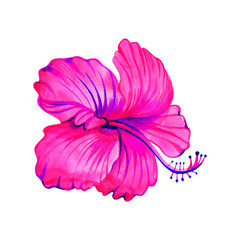 Hibiscus flower isolated on white background. Watercolor with summer garden and wild flowers.