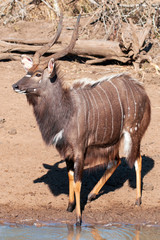 Nyala Antelope, buck, near water's edge