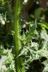 Carduus pycnocephalus