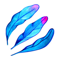 Blue neon protea leaves, watercolor elements isolated on white background