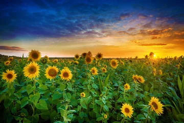 Foto auf Acrylglas Schöner Sonnenuntergang über Sonnenblumenfeld © Piotr Krzeslak