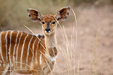 Nyala Antelope, buck, near water's edge