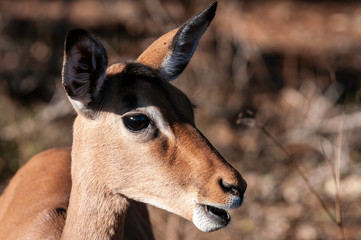 Impala close up chewing cud, grass