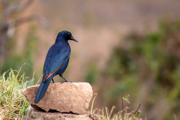 Red Winged starling sitting close up