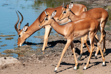 Impala drinking at a watering hole