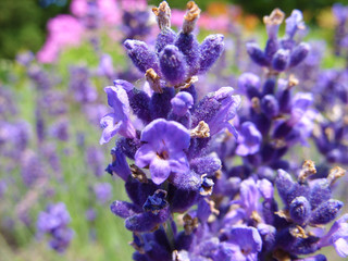 Lavender