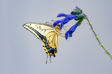 アゲハが青い花の蜜を吸う