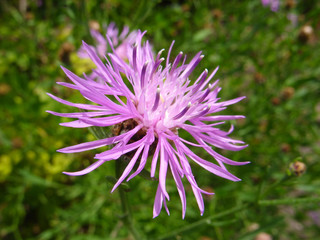 Pink flowers