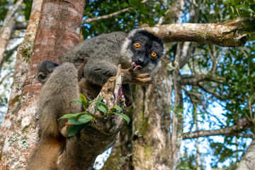 Red Fronted Brown Lemur ( Eulemur rufifrons ). Mother and baby. Madagascar, Close up