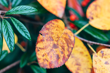 Autumn leave
