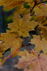 autumn maple leafs