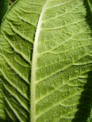 Flower leaf