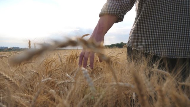 Close up of male arm moving over ripe wheat growing on the meadow. Young farmer walking through the cereal field and touching with hand golden ears of crop. Agriculture concept. Low view Slow motion