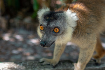 Red Fronted Brown Lemur ( Eulemur rufifrons ). Portrait.Madagascar, Close up