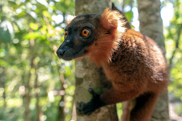 Red Fronted Brown Lemur ( Eulemur rufifrons ). Portrait.Madagascar, Close up