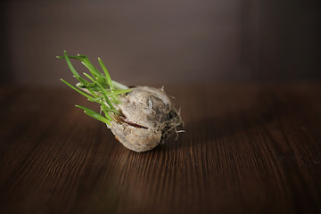 sprouted garlic on a dark background