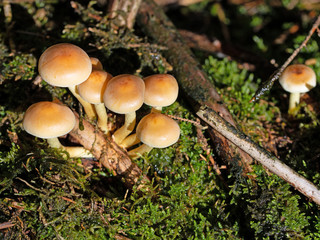 Grünblättriger Schwefelkopf, Hypholoma fasciculare