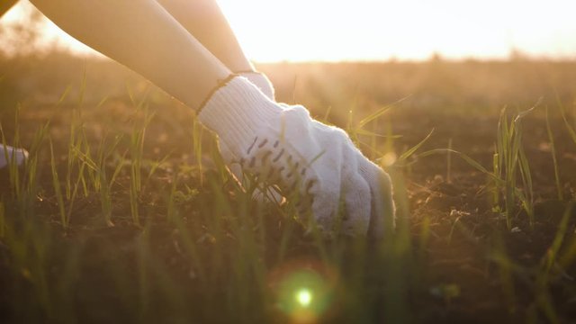Farmer working in field in morning, hand holding leaf of cultivated plant. Hands holding pile of arable soil. Agriculture, gardening or ecology concept.
