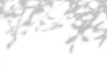 Overlay effect for photo. Gray shadow of the leaves on a white wall. Abstract neutral nature...