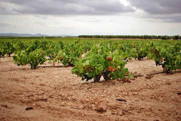 Monastrell grape vine with ripe grapes just before the harvest